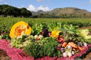 Vegetable Mauritius