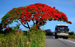 Flamboyant tree along the road in Mauritius