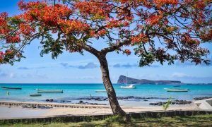 Flamboyant tree in Mauritius