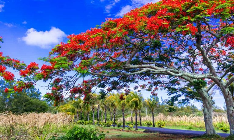 Flamboyant trees in Mauritius