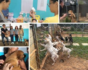 PAWS and 2Futures sterilisation campaign